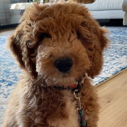 Aussiedoodle Puppies from Color Country Doodles