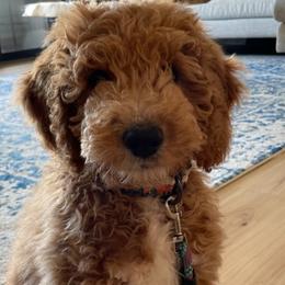 Aussiedoodle Puppies from Color Country Doodles