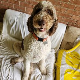 Poodle All Grown Up from Gypsy Moon's Legacy