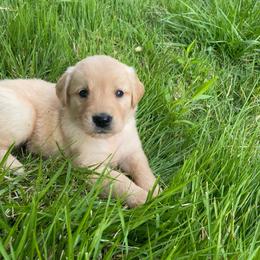 Dark Green Girl - Golden female Golden Retriever puppy in Louisville, Illinois from Hearth & Homestead