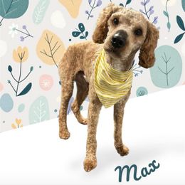 Max - Poodle