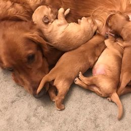 Golden Retriever Puppies from Lucky Penny Goldens