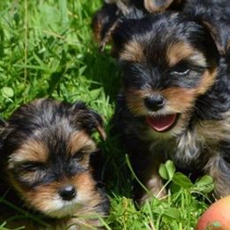 Yorkipoos from Samantha's Yorkies