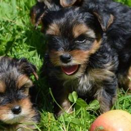 Yorkipoos from Samantha's Yorkies