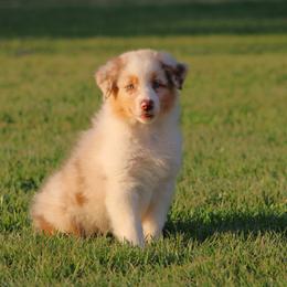 Red Merle Female - Red merle female Australian Shepherd puppy in Northport, Alabama from Sipsey River Australian Shepherds