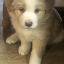 Border Collie Puppies from Cahill’s Canines
