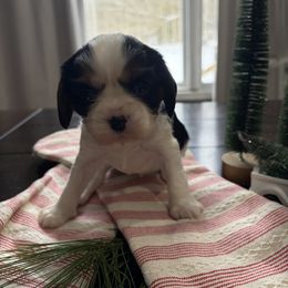 Holly - Tri-color female Cavalier King Charles Spaniel puppy in Maryland from Trina’s Little Lap Dogs