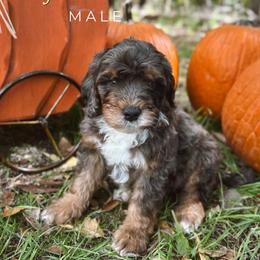 Jan (y-an) - Blue merle male Bernedoodle puppy in Glenwood, New Mexico from Brush Fire Doodles