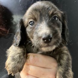 Chuck - Cream male Dachshund puppy in Bigfork, Minnesota from Dachshunds Up North