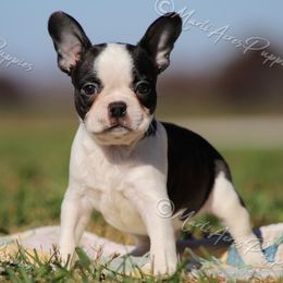AKC 'Huck' - Black brindle and white male Boston Terrier puppy in Lamar, Missouri from Marti Acres ~ Boston Terrier & Beagles
