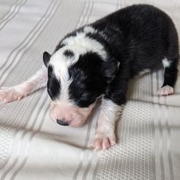 Border Collie Puppies from Sarah M Kwilinski