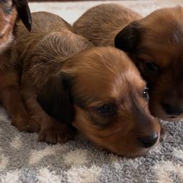 Patriot - Red male Dachshund puppy in Clarksdale, Mississippi from Bo Didley's Doxies