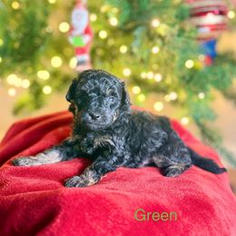 Green Collar - Phantom male Poodle puppy in Rome, Georgia from Victoria’s Designer Doodles