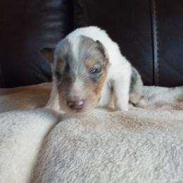 Dillion - Blue merle and white male Collie puppy in New Mexico from Red Canyon