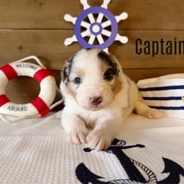 Captain - Blue merle male Australian Shepherd puppy in Kearney, Nebraska from Helix Aussies