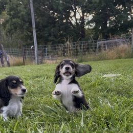 Black and cream brindle piebald female - Black and cream female Dachshund puppy in Umatilla County, Oregon from Divine Dogs