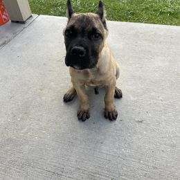 Cane Corso Puppies from Bayou Cane Corso