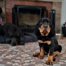 Black and Tan Coonhound Puppies from Summitt Black and Tans