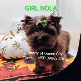 NOLA - Chocolate and tan female Yorkshire Terrier puppy in Charlotte, North Carolina from Queen City Yorkies
