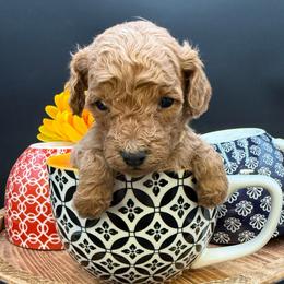 Blondie - Red female Cavapoo puppy in Hayden, Alabama from Agape Southern Farms