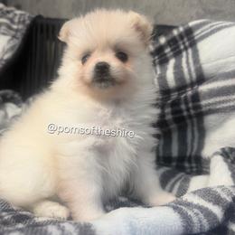 Éowyn - Cream parti female Pomeranian puppy in Boca Raton, Florida from Poms of The Shire