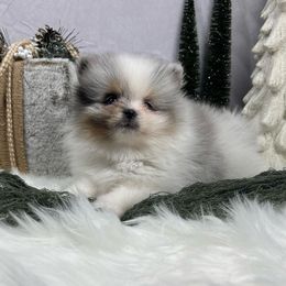 Pomeranians from Underland Pomeranians