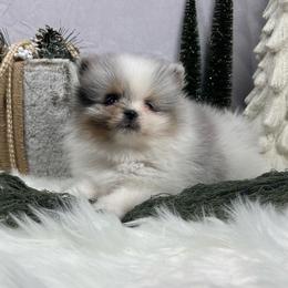 Pomeranians from Underland Pomeranians