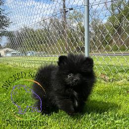 HOLD AKC DR. PEPPER - Black male Pomeranian puppy in Watkins Glen, New York from Wicked Spirits Pomeranians