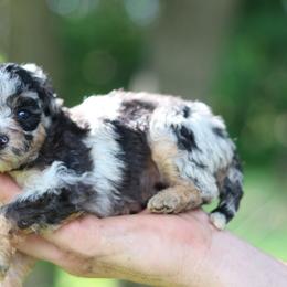Penny - Blue merle female Aussiedoodle puppy in Orleans, Indiana from Mae Blossom Puppies
