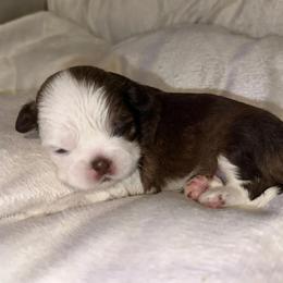 Parti B - Liver and white male Shih Tzu puppy in Albany, New York from Precious Shihpoo’s and Luxurious Shih Tzu’s
