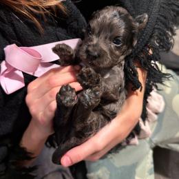 Spud (Atlas) - Merle male Cavapoo puppy in Battle Lake, Minnesota from Panda Puppies