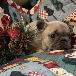 French Bulldog Puppies from Heartfelt Kennels