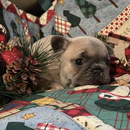French Bulldog Puppies from Heartfelt Kennels
