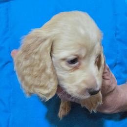 Sapphire's cream boy - Cream male Dachshund puppy in Lyle, Washington from Wines Wienery