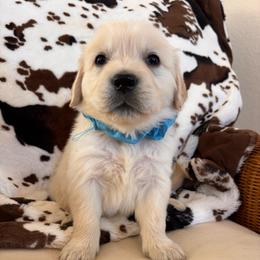 Blue (3500) - Light golden male Golden Retriever puppy in Pahrump, Nevada from Southern Nevada Goldens