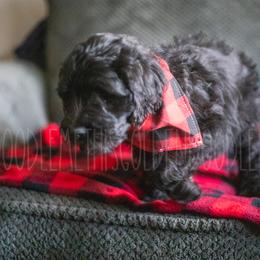 Goldendoodle Puppies from Doodle Me This Goldendoodles