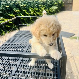 Girl 2 - Sable Aussiedoodle puppy in California from David's Aussiedoodles