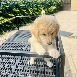 Girl 2 - Sable Aussiedoodle puppy in California from David's Aussiedoodles