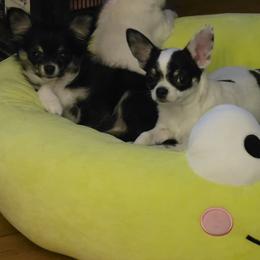 Chihuahua puppies from Kristina Toy Poodles NC