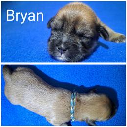 Bryan - Brown male Lhasa Apso puppy in Cincinnati, Ohio from Shangri-La Lhasa Apsos