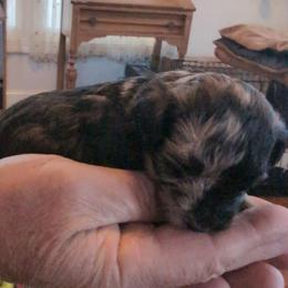 Max - Merle male Schnoodle puppy in Huron, Tennessee from Wilma's Paw-Paw Patch