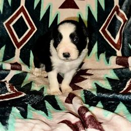 Boy 2 - Black and white male Border Collie puppy in Milton, Pennsylvania from C&C Border Collies
