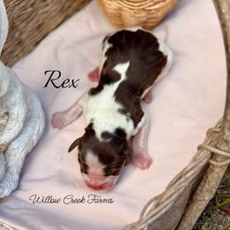 Rex - Tri-Roan male English Springer Spaniel puppy in Uvalda, Georgia from Willow Creek Farms