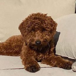 Otis - Goldendoodle