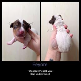 Eeyore - Piebald male Dachshund puppy in Quitman, Mississippi from S-and-A Kennels