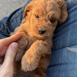 Cavapoo Puppies from Panda Puppies