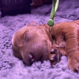 Goldendoodle Puppies from Simply Mini Goldendoodles