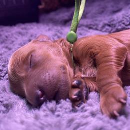 Goldendoodle Puppies from Simply Mini Goldendoodles