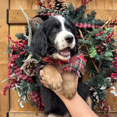 Assorted Doodle Crosses, Aussiedoodle, Australian Mountain Doodle, and Miniature Australian Shepherd Puppies from Aspen Mountain Doodles LLC