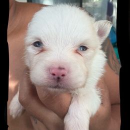 Kiros - White male Pomsky puppy in Sacramento, California from Miranda's Huskies